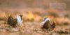 Sage Grouse
