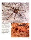 Amazing Arachnids