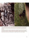 Amazing Arachnids