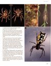 Amazing Arachnids