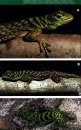 Guide to the Lizards of Reserva Adolpho Ducke, Central Amazonia / Guia de Lagartos da Reserva Adolpho Ducke, Amazônia Central