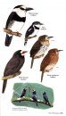 Birds of Nicaragua
