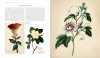 The Golden Age of Botanical Art (Royal Botanical Gardens, Kew)