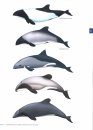 Encyclopedia of Marine Mammals