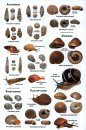 An Illustrated Guide to the Land Snails and Slugs of Vietnam