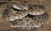 Serpentes da Caatinga: Guia Ilustrado [Snakes of Caatinga: Illustrated Guide]