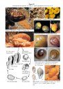 Cowries – A Guide to the Gastropod Family Cypraeidae, Volume 1
