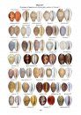 Cowries – A Guide to the Gastropod Family Cypraeidae, Volume 1