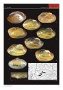 A Preliminary Review of the Nominal Genus Villosa of Freshwater Mussels (Bivalvia, Unionidae) in North America