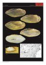 A Preliminary Review of the Nominal Genus Villosa of Freshwater Mussels (Bivalvia, Unionidae) in North America