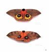 Moths of Costa Rica's Rainforest