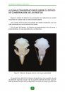Guía de Identificación de Rapaces Ibéricas por Restos Óseos, 1ª Parte: Grandes Rapaces [Identification Guide to Iberian Raptors Using Skeletal Remains, Part 1: Large Raptors]