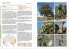Taller Eucalypts for Planting in Australia