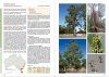 Taller Eucalypts for Planting in Australia