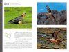 A Photographic Guide to the Birds of China: Raptor Version [Chinese]