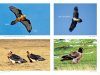 A Photographic Guide to the Birds of China: Raptor Version [Chinese]
