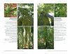 Barks and Trunks: Rainforest Trees of Eastern Australia, Volume 2