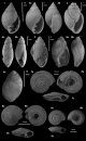 Palaeontos 29: A Systematic Study of the Gastropoda (Mollusca) of the Grimmetingen Sand Member (Early Oligocene) in Belgium