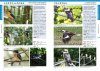 Field Guide to the Birds of Cairns and Tablelands [English / Japanese]