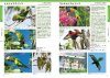 Field Guide to the Birds of Cairns and Tablelands [English / Japanese]