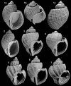Palaeofocus 5: Revision der Miozänen Molluskenfauna (Hemmoorium) von Werder bei Achim (Nordwest-Niedersachsen) [Revision of the Miocene Mollusc Fauna (Hemmoorian) of Werder near Achim (Northwest Lower Saxony)]