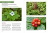 Pacific Northwest Medicinal Plants