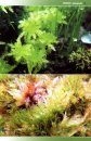 Mosses, Liverworts & Hornworts of Ascension Island