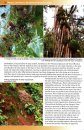 Mosses, Liverworts & Hornworts of Ascension Island