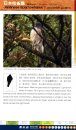 A Photographic Guide to the Birds of Hong Kong [English / Chinese]