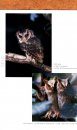 A Photographic Guide to the Birds of Hong Kong [English / Chinese]
