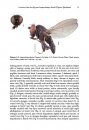 ZooKeys 631: A Revision of the Shore-Fly Genus Lamproclasiopa Hendel (Diptera, Ephydridae)