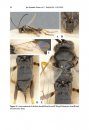 ZooKeys 633: A Biodiversity Hotspot for Microgastrinae (Hymenoptera, Braconidae) in North America