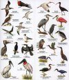 Costa Rica: Birds, Pacific Lowlands and the Pacific Coast [English / Spanish]