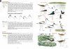 A Field Guide to the Birds of Taiwan