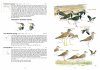 A Field Guide to the Birds of Taiwan