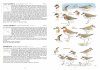 A Field Guide to the Birds of Taiwan