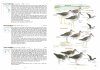 A Field Guide to the Birds of Taiwan