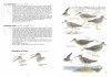 A Field Guide to the Birds of Taiwan