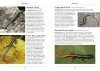 A Naturalist's Guide to the Lizards of Southeast Asia