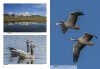 The Birds of Pamirs, Hissar, Alai and Tien Shan. Volume 1: Non-Passerines, Part 1