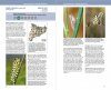 Guia de les Papallones Diürnes de Catalunya [Guide to the Diurnal Butterflies of Catalonia]
