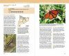 Guia de les Papallones Diürnes de Catalunya [Guide to the Diurnal Butterflies of Catalonia]