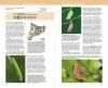 Guia de les Papallones Diürnes de Catalunya [Guide to the Diurnal Butterflies of Catalonia]