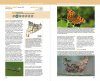 Guia de les Papallones Diürnes de Catalunya [Guide to the Diurnal Butterflies of Catalonia]