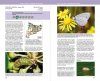 Guia de les Papallones Diürnes de Catalunya [Guide to the Diurnal Butterflies of Catalonia]