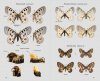 Guia de les Papallones Diürnes de Catalunya [Guide to the Diurnal Butterflies of Catalonia]