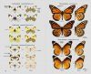 Guia de les Papallones Diürnes de Catalunya [Guide to the Diurnal Butterflies of Catalonia]