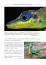 Amphibians and Reptiles of the St. Vincent and Grenada Banks, West Indies