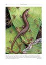 Amphibians and Reptiles of the St. Vincent and Grenada Banks, West Indies