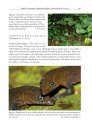 Amphibians and Reptiles of the St. Vincent and Grenada Banks, West Indies